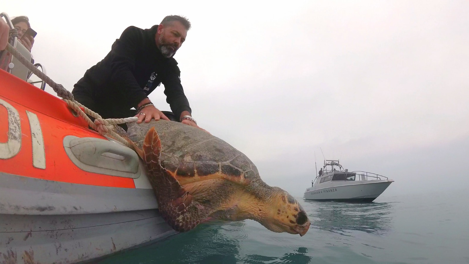 tartaruga tutela il mare